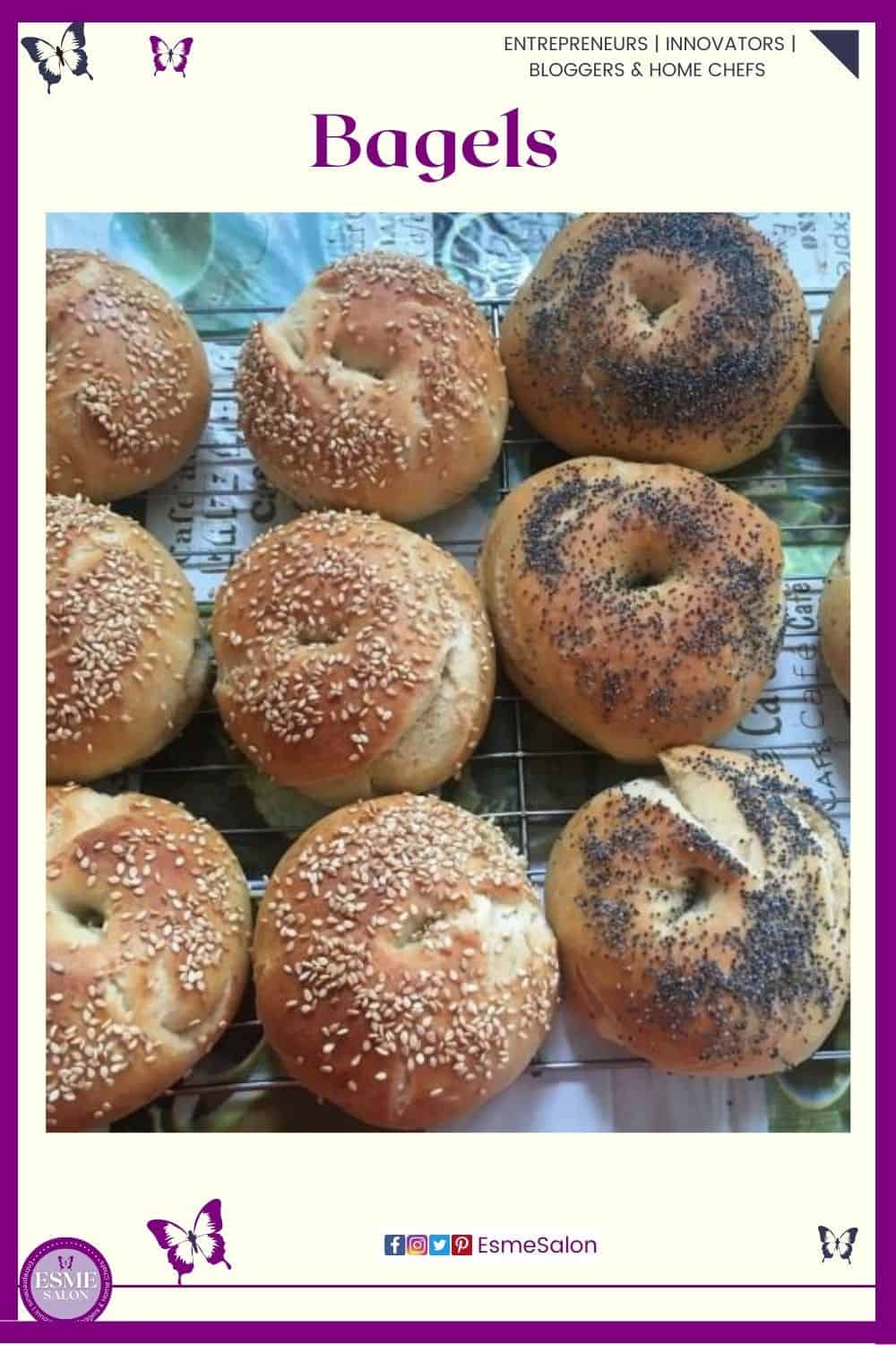 an image of bagels with sesame and poppy seeds