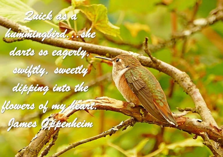 Hummingbird