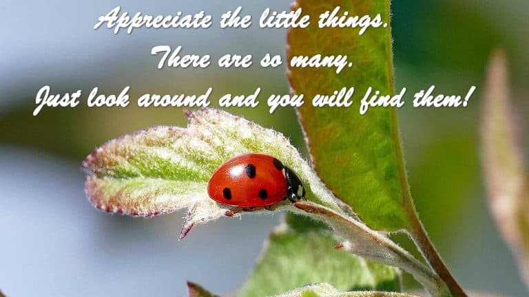 Ladybug