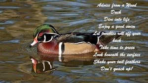 Wood Duck