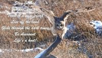 SS Owl