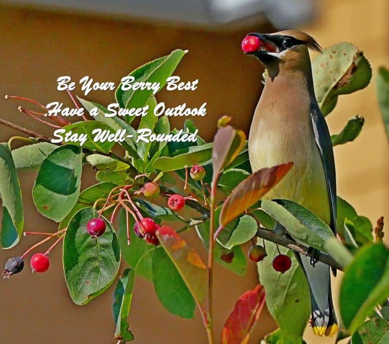 Be your "Berry" Best
