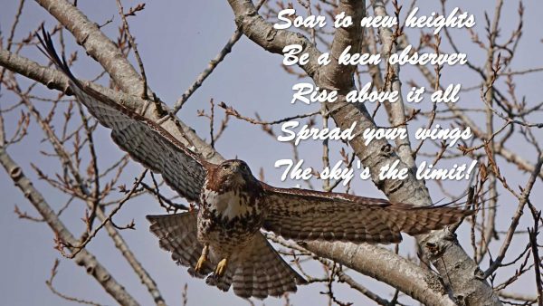 Soar to new heights, be a keen observer