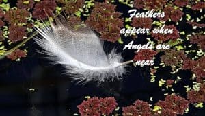 Feather floating on water