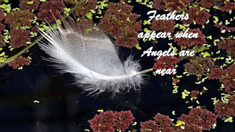 Feather floating on water
