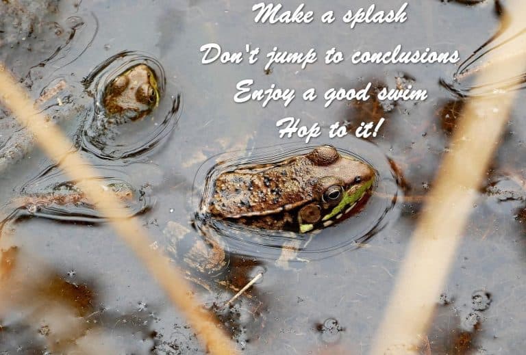 Make a splash Don't jump to conclusions Enjoy a good swim Hop to it!
