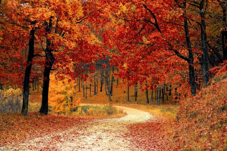 Autumn is a second spring when every leaf is a flower!