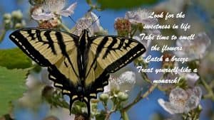 Look for the sweetness in life Take time to smell the flowers Catch a breeze Treat yourself like a monarch!