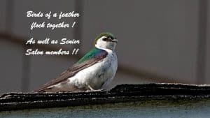 SENIOR SALON ROUNDUP: JULY 16 – 20, 2018