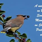 #19 SENIOR SALON 2018 A waxwing feeds on Berries .. Senior Salon Members Feeds on Sharing their Posts with one another!