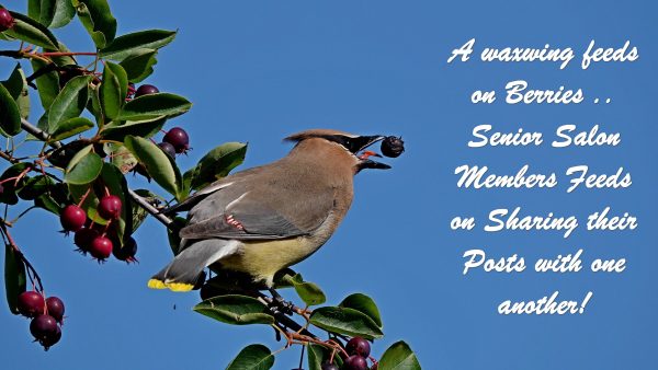#19 SENIOR SALON 2018 A waxwing feeds on Berries .. Senior Salon Members Feeds on Sharing their Posts with one another!