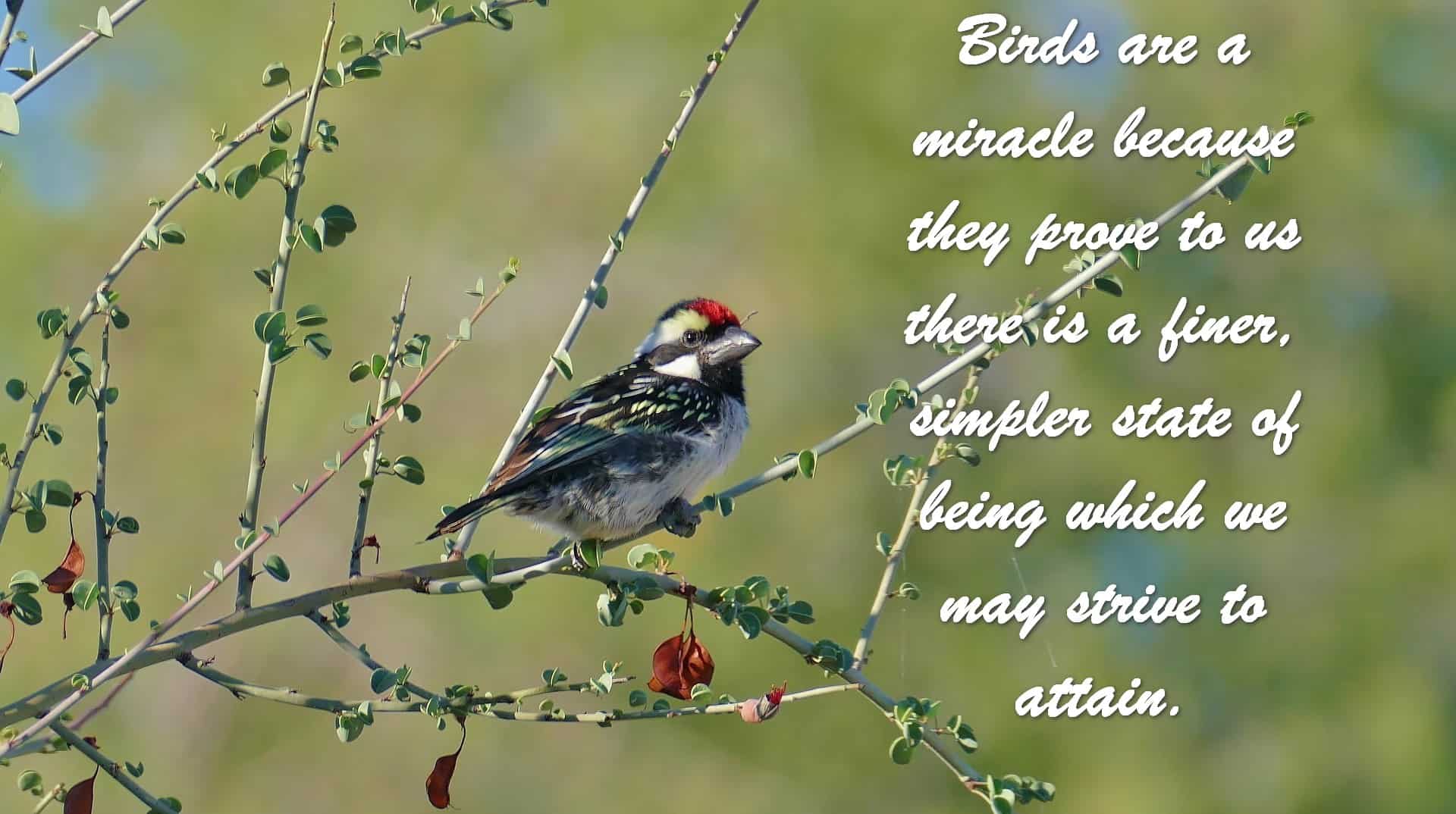 Birds are a miracle because they prove to us there is a finer, simpler state of being which we may strive to attain.