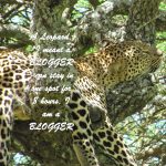 A leopard "I meant a BLOGGER" can stay in one spot for 8 hours, I am a BLOGGER