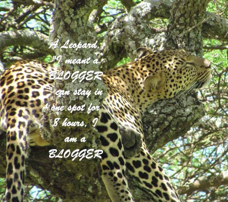 A leopard "I meant a BLOGGER" can stay in one spot for 8 hours, I am a BLOGGER