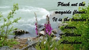 Pluck not the wayside flower; It is the traveler's dower. ~William Allingham