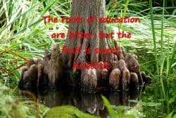 The roots of education are bitter, but the fruit is sweet. Aristotle