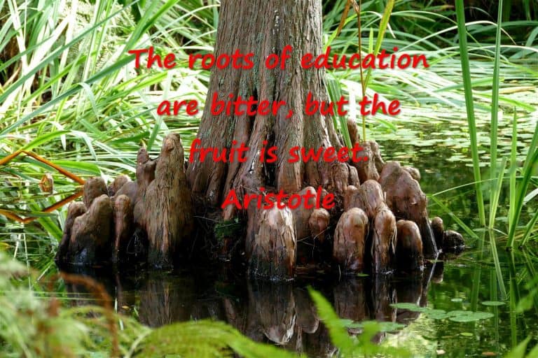 The roots of education are bitter, but the fruit is sweet. Aristotle