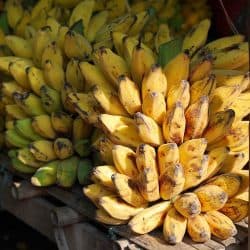 A Bunch of delicious bananas