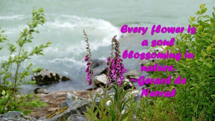 Every flower is a soul blossoming in nature. ~Gerard de Nerval