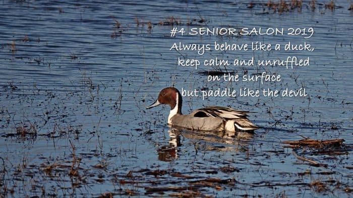 Calmly swimming Red Head Duck