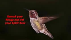 Spread your Wings and let your Spirit Soar