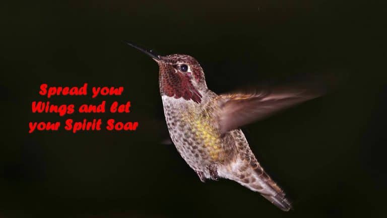 Spread your Wings and let your Spirit Soar
