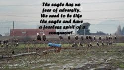 The eagle has no fear of adversity. We need to be like the eagle and have a fearless spirit of a conqueror!