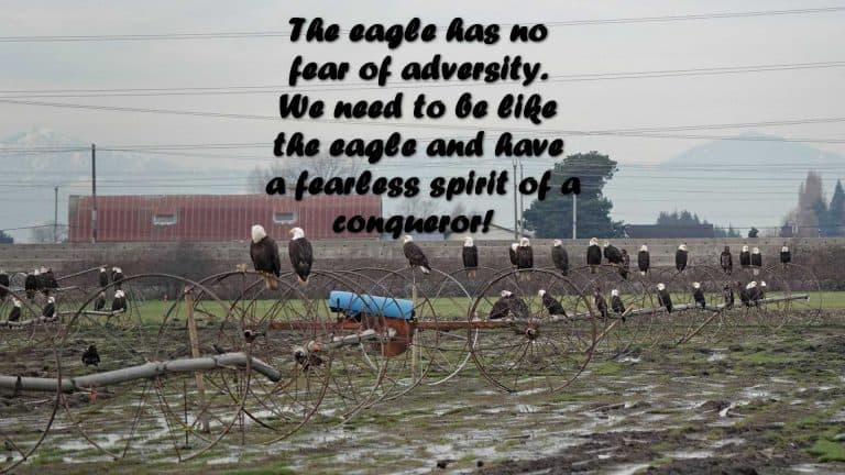 The eagle has no fear of adversity. We need to be like the eagle and have a fearless spirit of a conqueror!