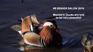 Gorgeous Male Mandarin Duck