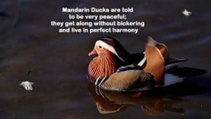 Peaceful swimming Mandarin Duck