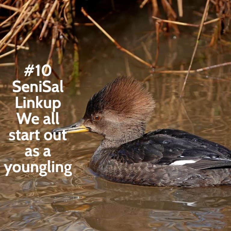 Youngling Merganzer swimming between reeds