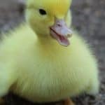 Fluffy yellow baby duckling