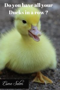 Fluffy yellow baby duckling