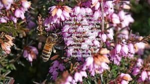 Bee in a pink flower bush