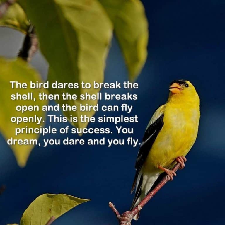 Yellow Breasted Bird in a tree
