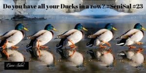 Ducks walking in a row