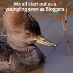 young duckling on a pond