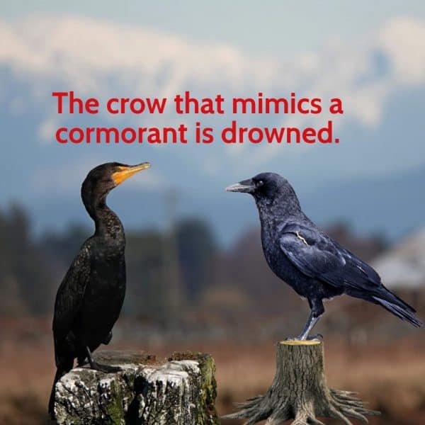 A Cormorant and Crow facing each other