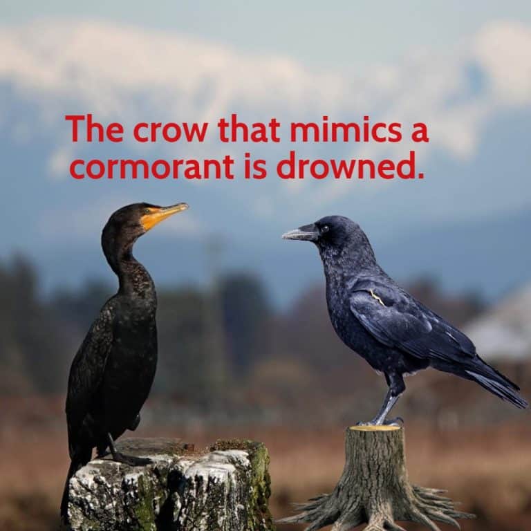 A Cormorant and Crow facing each other