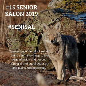 Coyote in open sign staring ahead