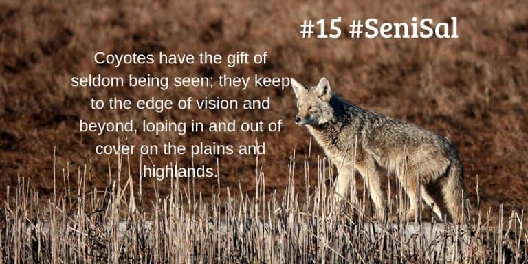Coyote walking behind reeds