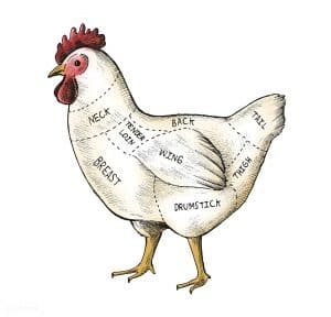 Hand sketched image of chicken showing different cuts