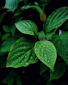 Bush of mint leaves