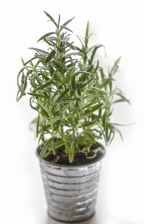 Planter with rosemary