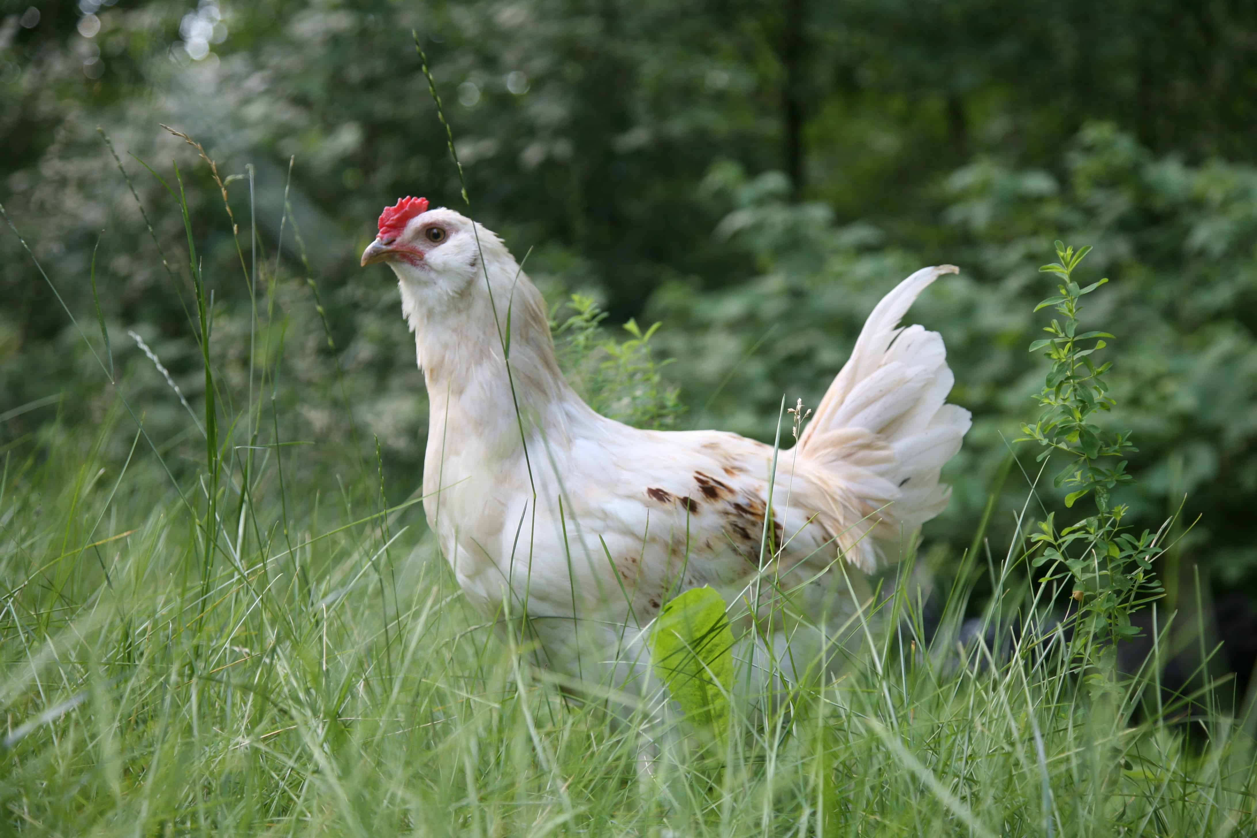 Chicken on Green Grass Field