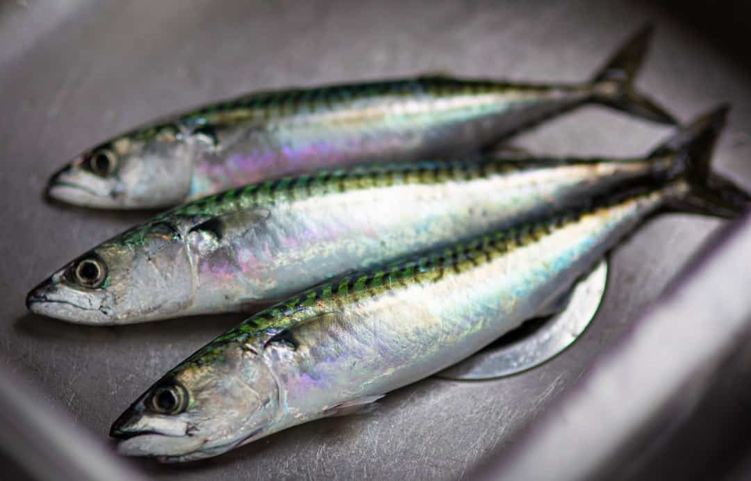 3 Herring on silver plate