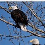 Bald Eagles sitting in a tree one above the other on separate branches