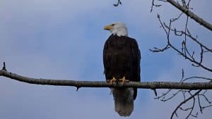 Bald Eagles: will they won't they?y, won't they?