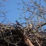 Bald Eagle on nest, and barely visible through all the tree branches