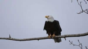 Bald Eagles: will they won't they?y, won't they?